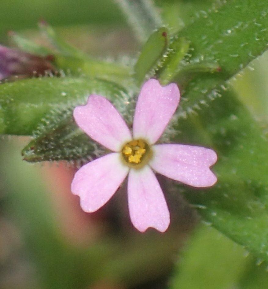 High Resolution Microsteris gracilis Flower